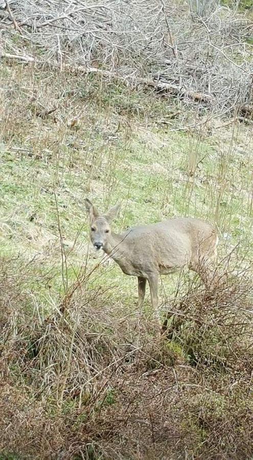 Ferienwohungen Im Kuchersbach Hornberg Esterno foto
