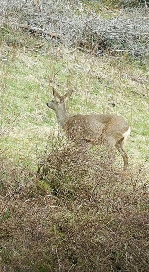 Ferienwohungen Im Kuchersbach Hornberg Esterno foto